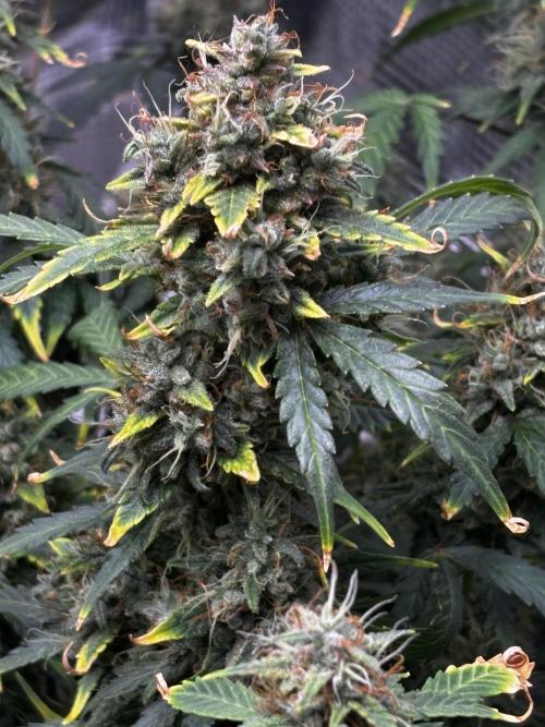 Northern Lights Auto Doc 🌱. Week 12