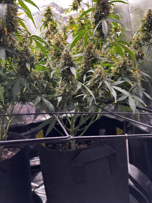 Northern Lights Auto Doc 🌱. Week 12