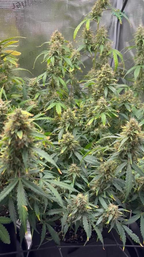 Northern Lights Auto Doc 🌱