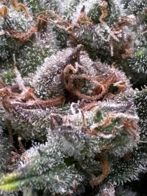 Strawberry Banana Auto 🌱💚. Week 13
