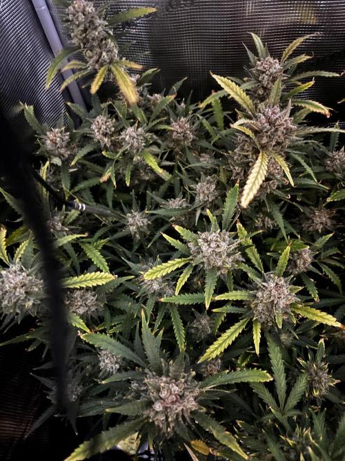 Strawberry Banana Auto 🌱💚. Week 13