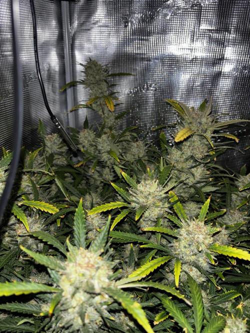Strawberry Banana Auto 🌱💚. Week 13