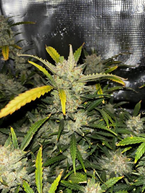 Strawberry Banana Auto 🌱💚. Week 13