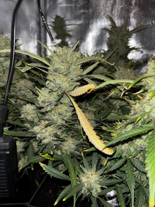 Strawberry Banana Auto 🌱💚. Week 13