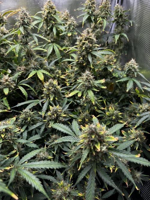Northern Lights Auto Doc 🌱. Week 13