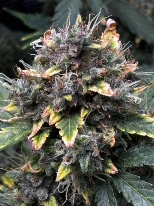 Northern Lights Auto Doc 🌱. Week 13