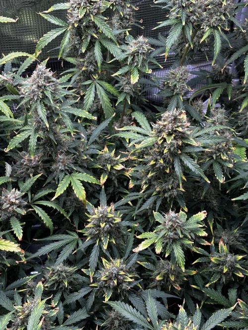 Northern Lights Auto Doc 🌱. Week 13