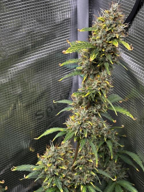 Northern Lights Auto Doc 🌱. Week 13