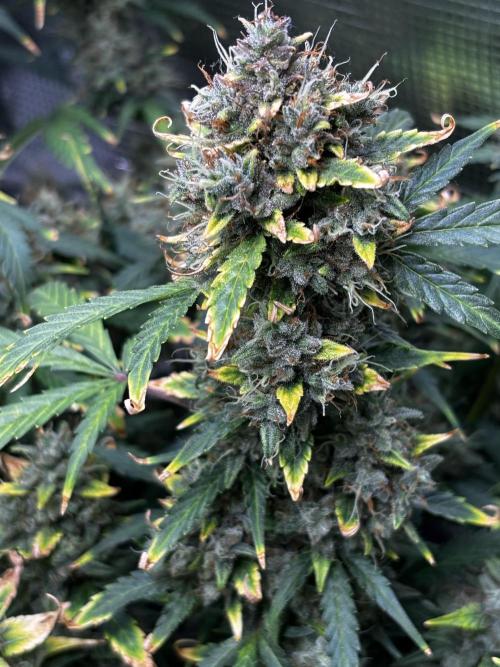 Northern Lights Auto Doc 🌱. Week 13