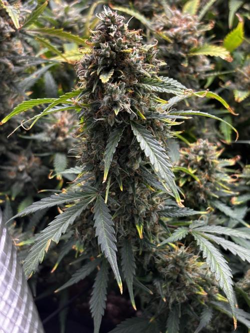 Northern Lights Auto Doc 🌱. Week 13