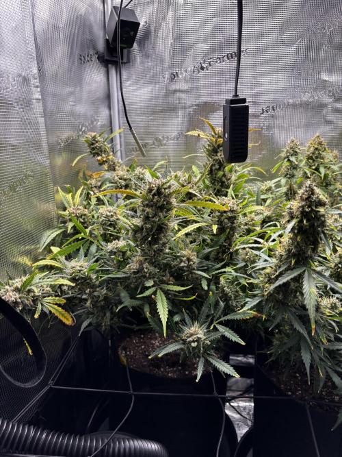 Strawberry Banana Auto 🌱💚. Week 14