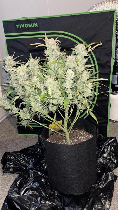 Strawberry Banana Auto 🌱💚. Week 14
