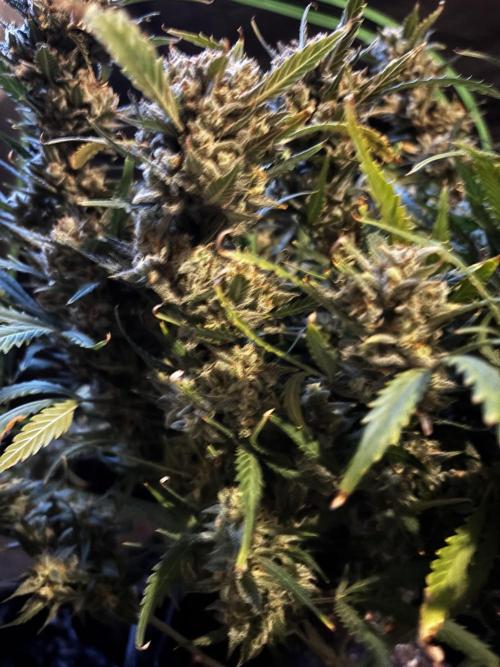 Strawberry Banana Auto 🌱💚. Week 14