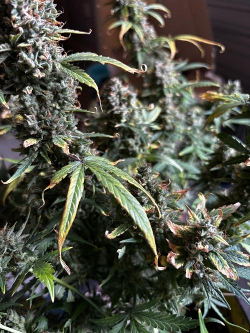 Northern Lights Auto Doc 🌱. Week 14