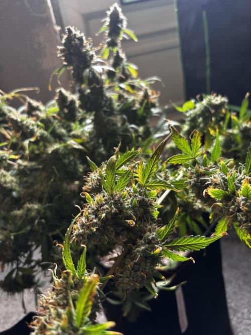 Northern Lights Auto Doc 🌱. Week 14