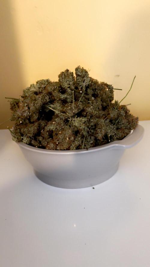 Northern Lights Auto Doc 🌱. Week 14