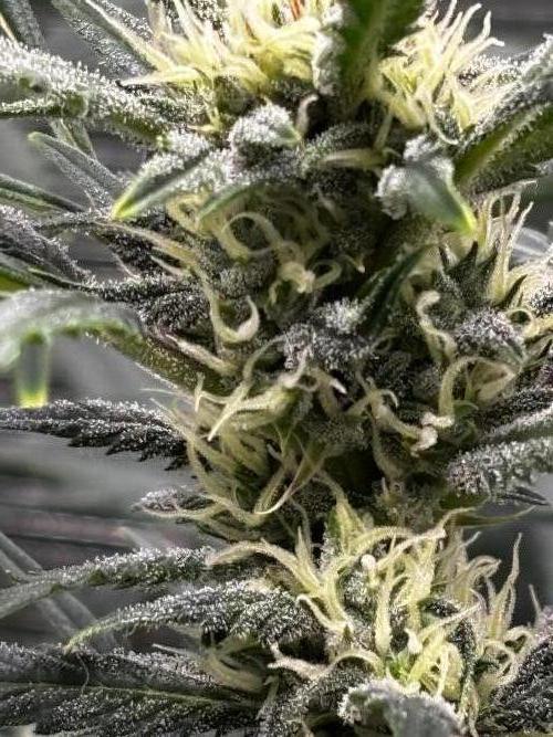 Strawberry Banana Auto 🌱💚. Week 9
