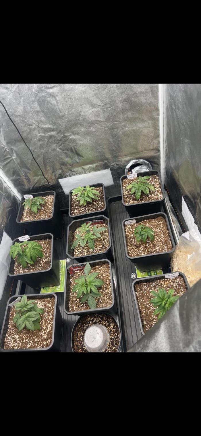 Rick Sanchez. Week 2 - Black cherry gushers are two first pots in the middle 