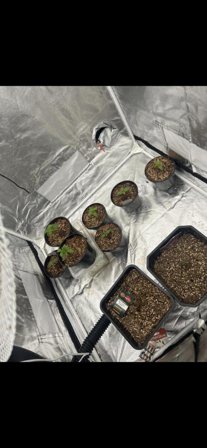 Rick Sanchez. Week 1