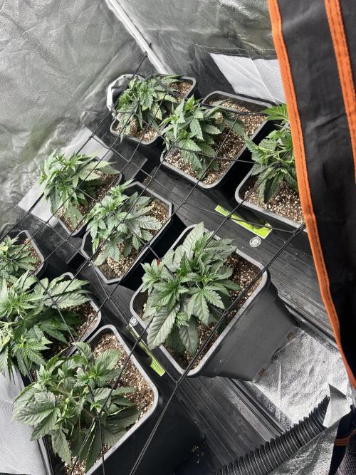Rick Sanchez. Week 3