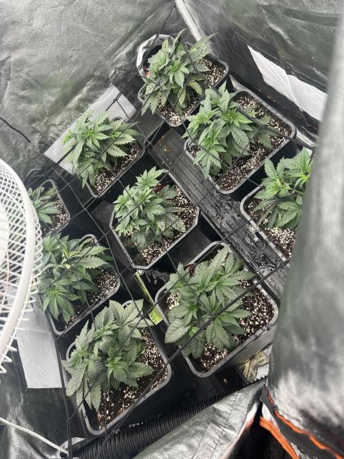 Rick Sanchez. Week 3