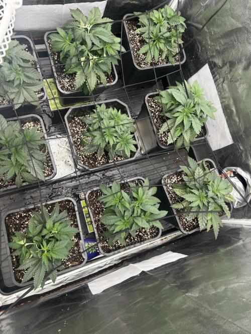 Rick Sanchez. Week 3