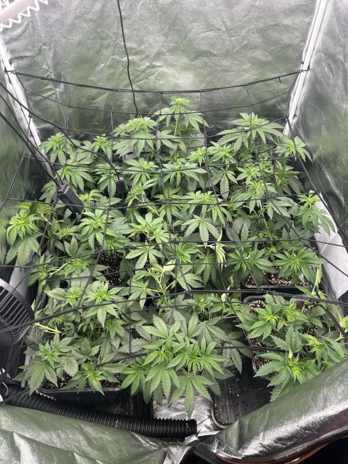 Rick Sanchez. Week 5