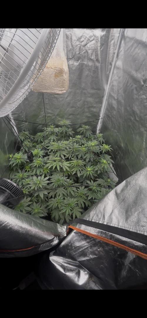 Rick Sanchez. Week 6