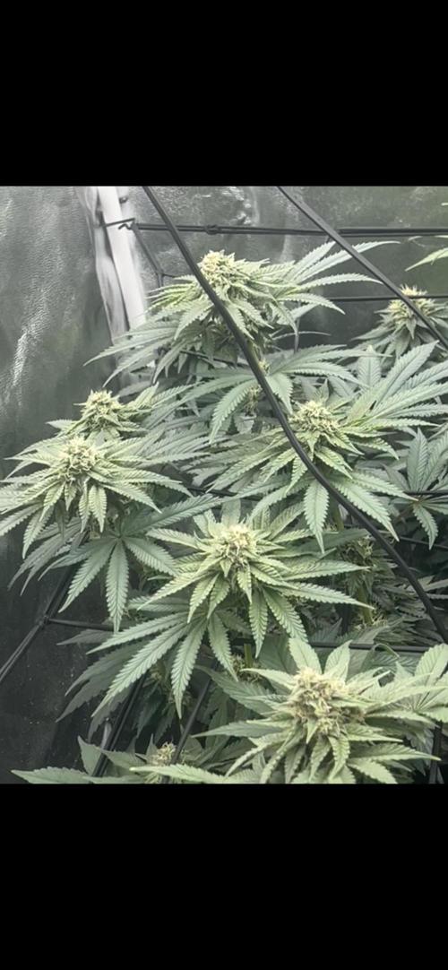 Rick Sanchez. Week 9