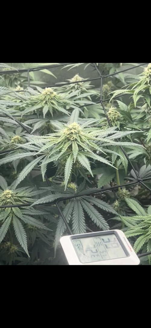 Rick Sanchez. Week 9