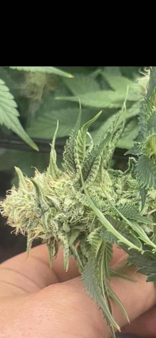 Rick Sanchez. Week 9