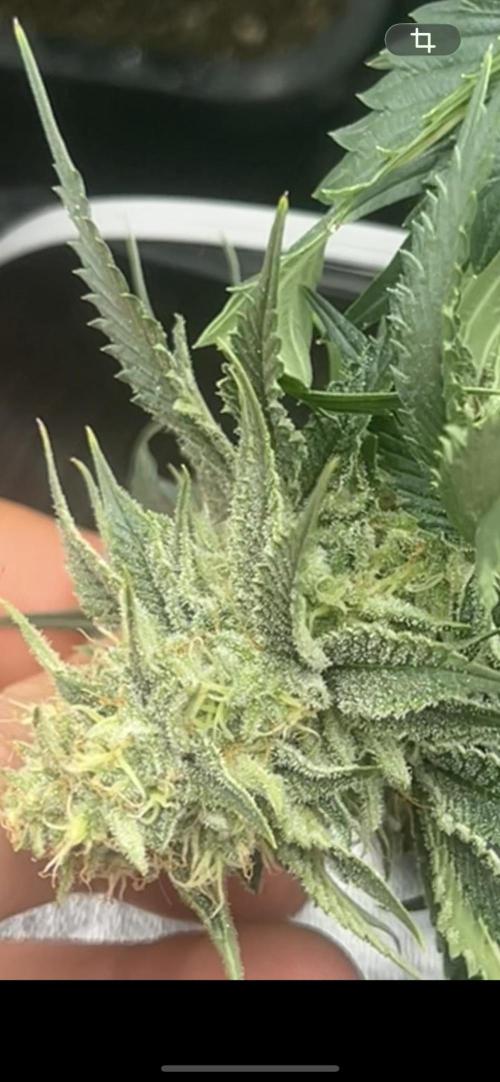 Rick Sanchez. Week 9 - The stink on this cherry gushers is taking over the tent 