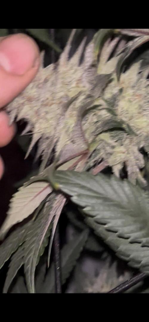Rick Sanchez. Week 10