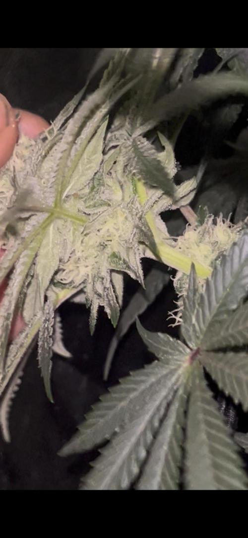 Rick Sanchez. Week 10