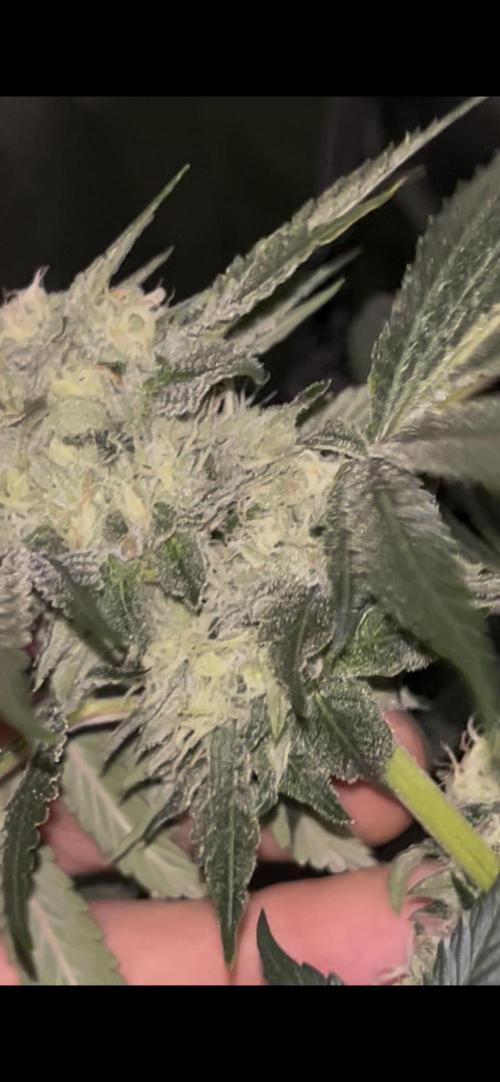 Rick Sanchez. Week 10