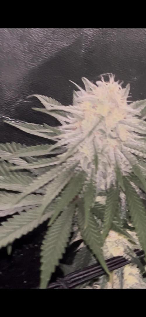 Rick Sanchez. Week 10