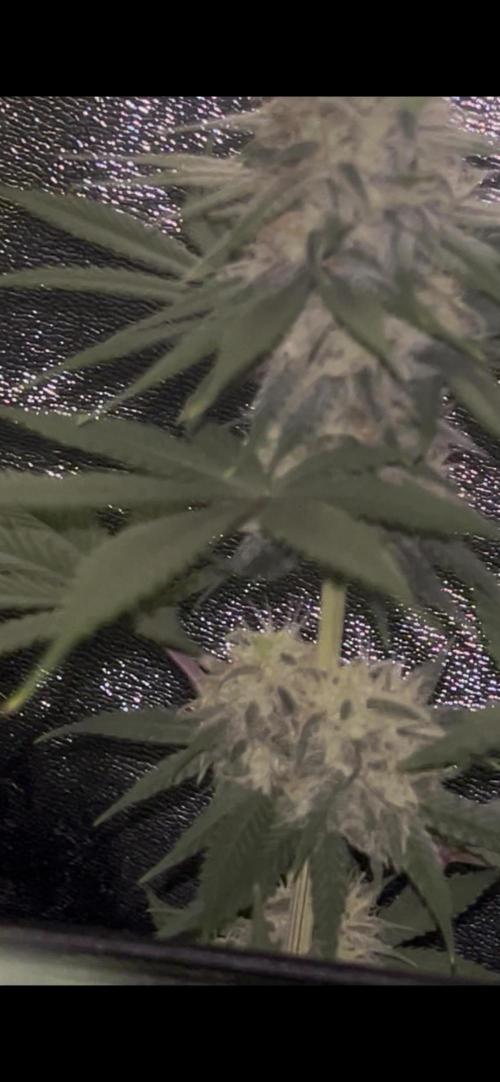 Rick Sanchez. Week 10