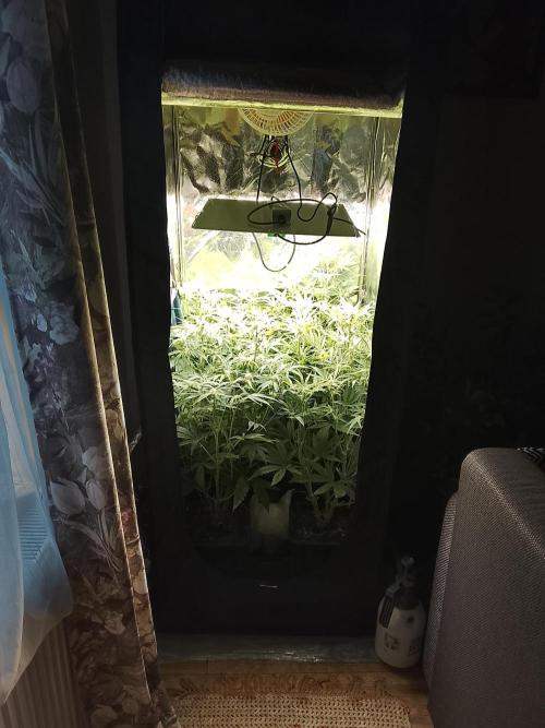 First indoor grow. Week 2