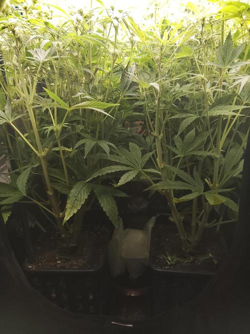 First indoor grow. Week 2