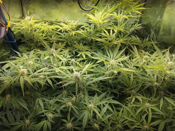 First indoor grow. Week 2