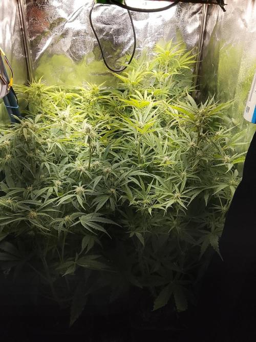 First indoor grow. Week 2