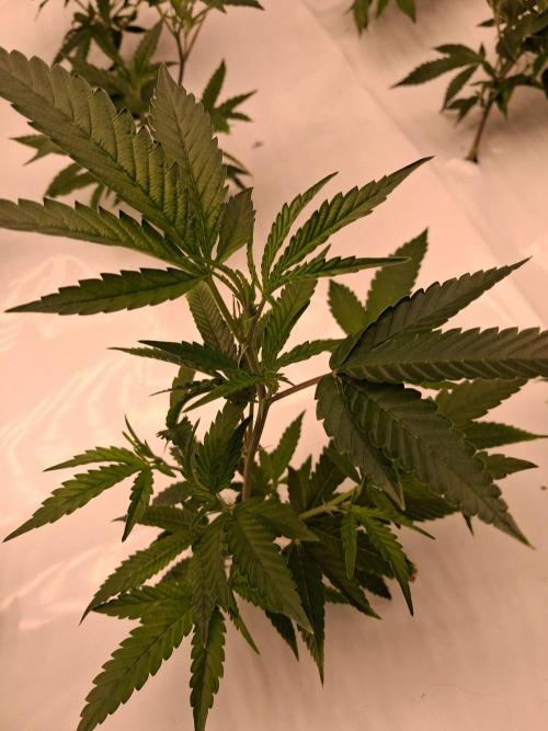 Gelato 41 X Wedding Cake. Week 2