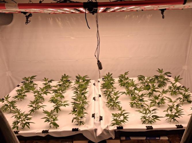 Gelato 41 X Wedding Cake. Week 2