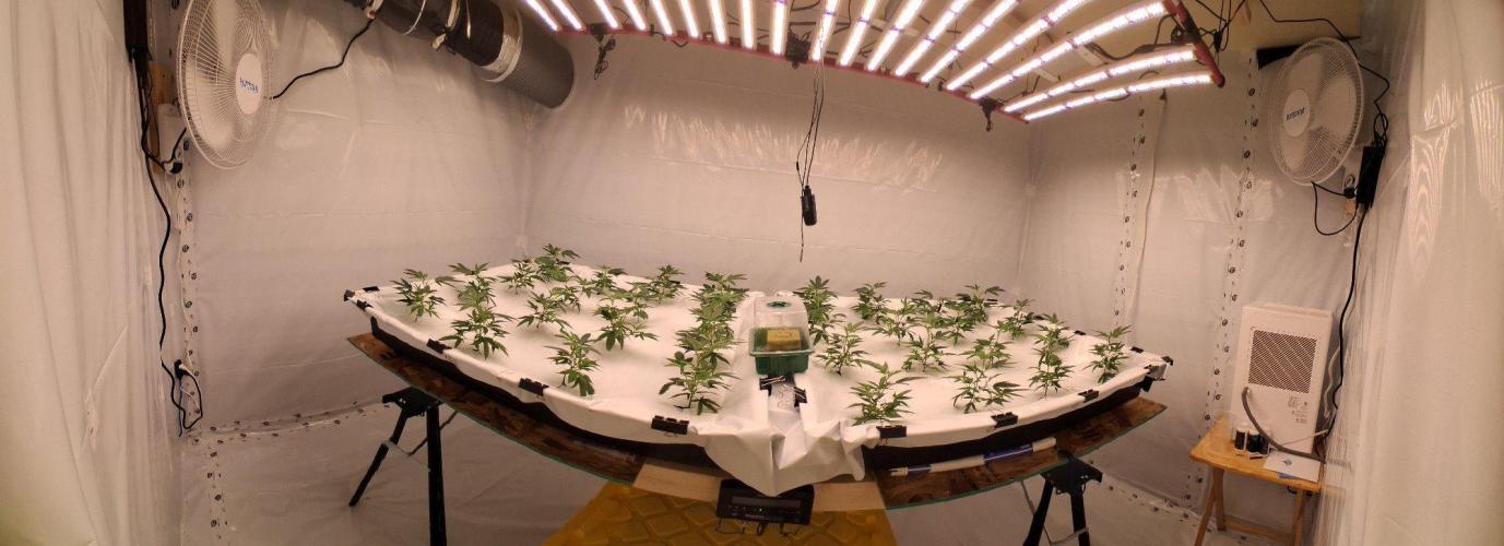 Gelato 41 X Wedding Cake. Week 2