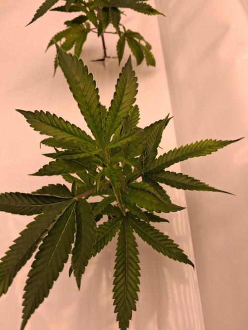 Gelato 41 X Wedding Cake. Week 2