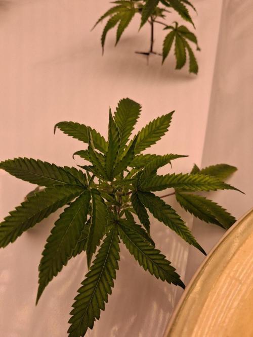 Gelato 41 X Wedding Cake. Week 2