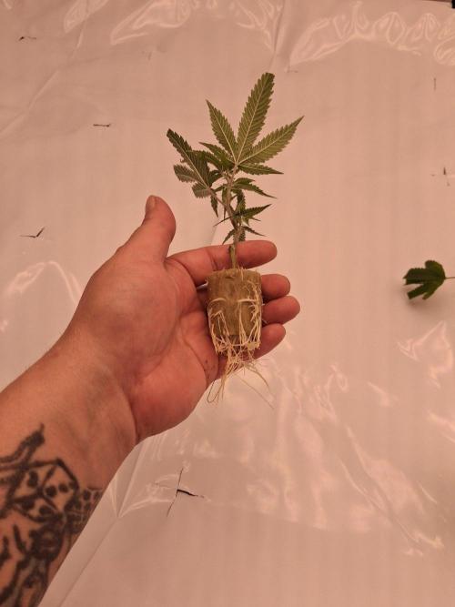 Gelato 41 X Wedding Cake. Week 1
