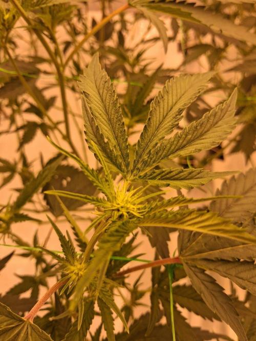 Gelato 41 X Wedding Cake. Week 4