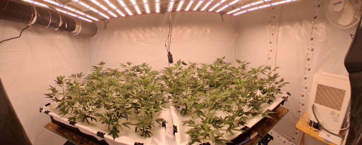 Gelato 41 X Wedding Cake. Week 4