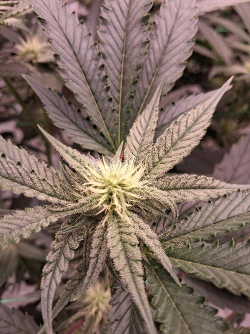 Gelato 41 X Wedding Cake. Week 5
